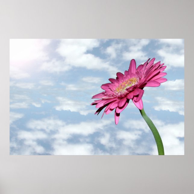 bewölktes Pink-Chrysanthemumposter Poster (Vorne)