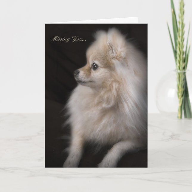 Bewunderbar Niedlich Posing Spitz Puppy Karte (Vorderseite)