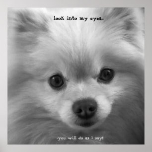 Bewunderlich Niedlicher Spitz Welpenposter-Druck Poster