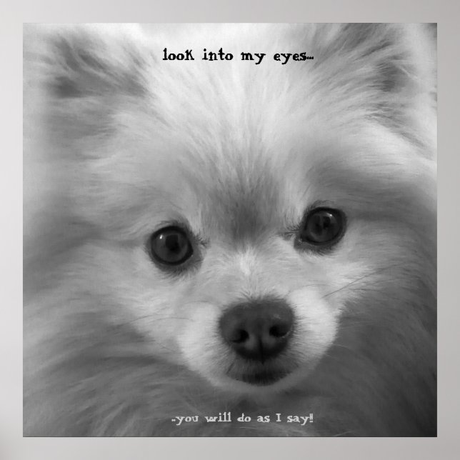 Bewunderlich Niedlicher Spitz Welpenposter-Druck Poster (Vorne)