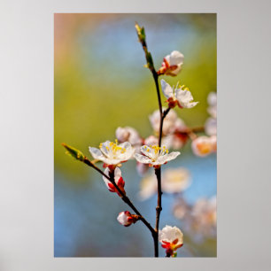 Bewundernswerte japanische Apricot-Blume Poster