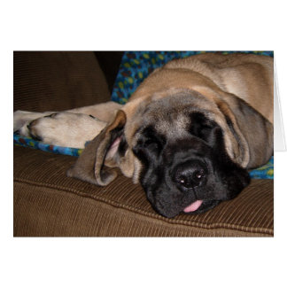 Bewundernswerte übergroße Jungtiere