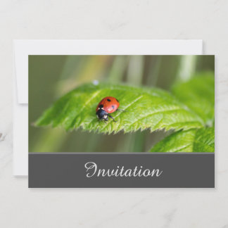 Bezaubernde Einladungskarte mit Ladybug Einladung
