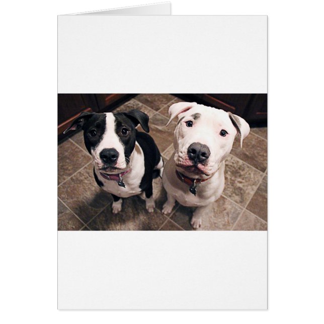 bezaubernde Hundewelpen (Vorne)