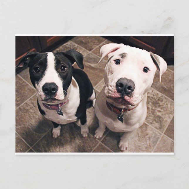 bezaubernde Hundewelpen Postkarte (Vorderseite)