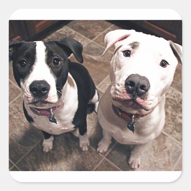 bezaubernde Hundewelpen Quadratischer Aufkleber (Vorderseite)