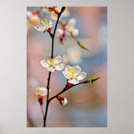 Bezaubernde japanische Apricot-Blume Poster