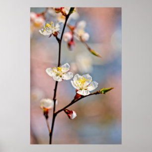 Bezaubernde japanische Apricot-Blume Poster