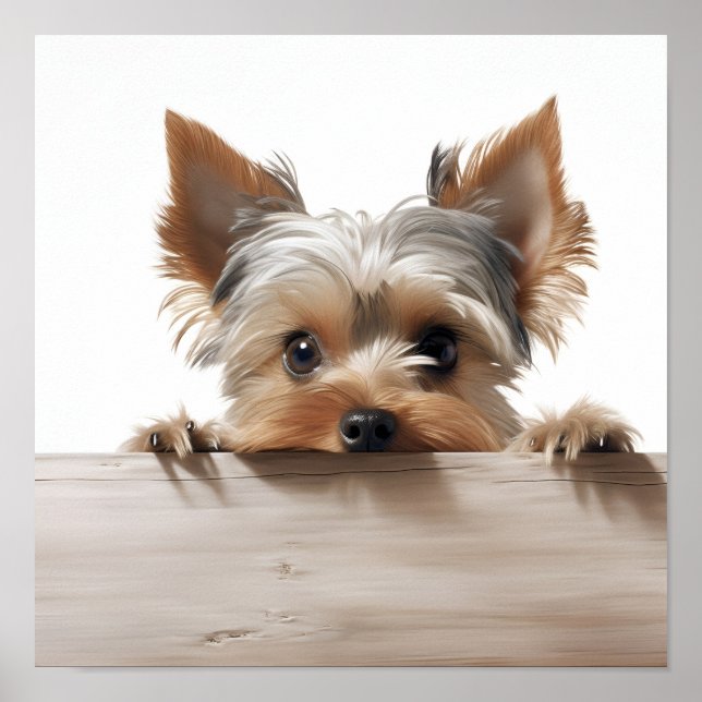 bezauberndes Yorkshire Terrier Fotografie Poster (Vorne)