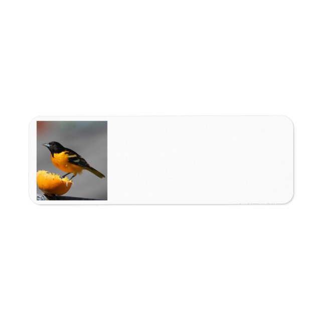 Bezeichnung für Oriole (Vorne)