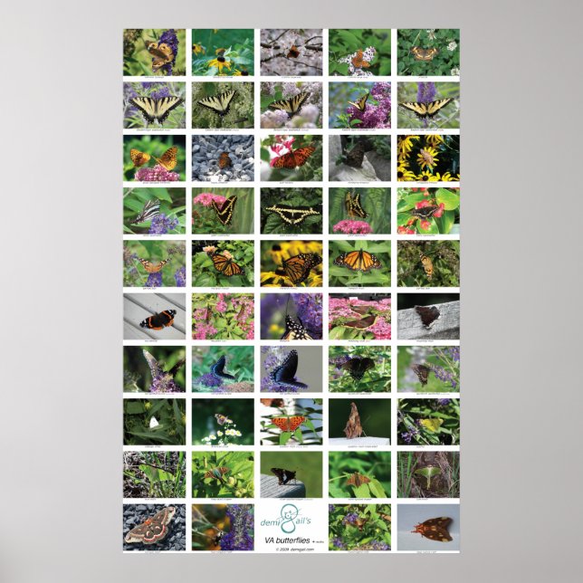 bfly_50_poster poster (Vorne)