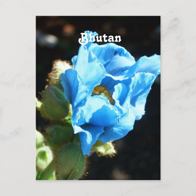 Bhutan Blue Poppy Postkarte (Vorderseite)