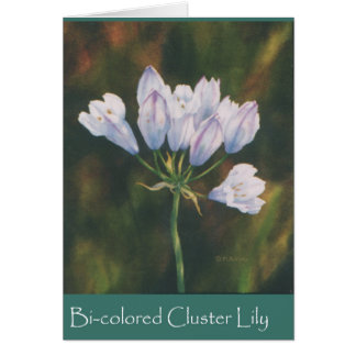 Bi-farbige Cluster Lily