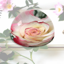 Bi-farbige Rose