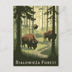 Bialowieza Forest Polen Vintag Postkarte