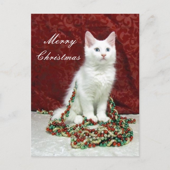 Biancas Weihnachtspostkarte - Katze / Kitten Feiertagspostkarte (Vorderseite)