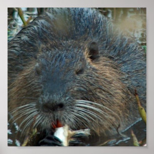 Biaver Habitat Poster