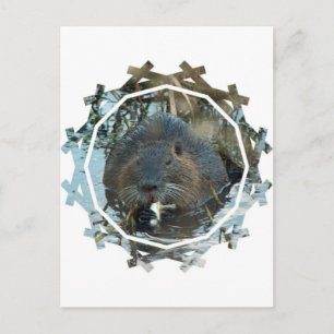 Biavers Habitat Postcard Postkarte