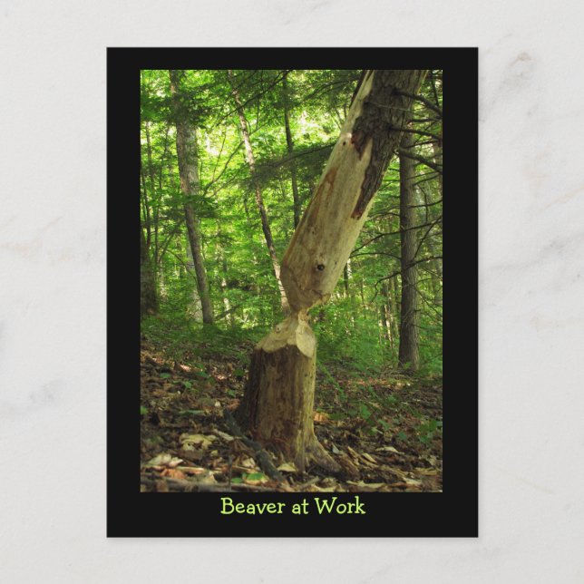 Biber am Arbeitsplatz Postkarte (Vorderseite)