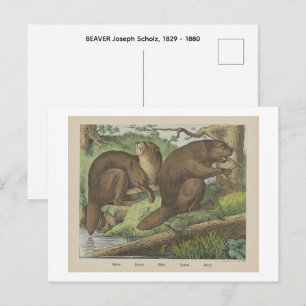 BIBER BÄR Joseph Scholz, 1829 - 1880 Postkarte