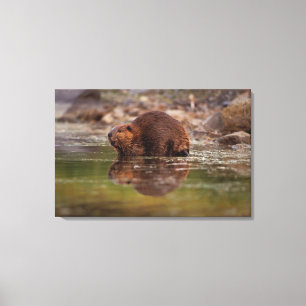 Biber, Castor canadensis, geht schwimmen Leinwanddruck