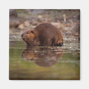 Biber, Castor canadensis, geht schwimmen Magnet