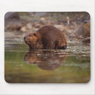 Biber, Castor canadensis, geht schwimmen Mousepad