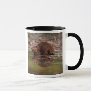 Biber, Castor canadensis, geht schwimmen Tasse