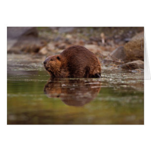 Biber, Castor canadensis, zum Schwimmen