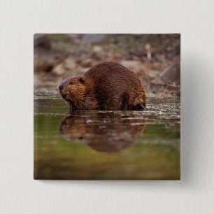 Biber, Castor canadensis, zum Schwimmen Button