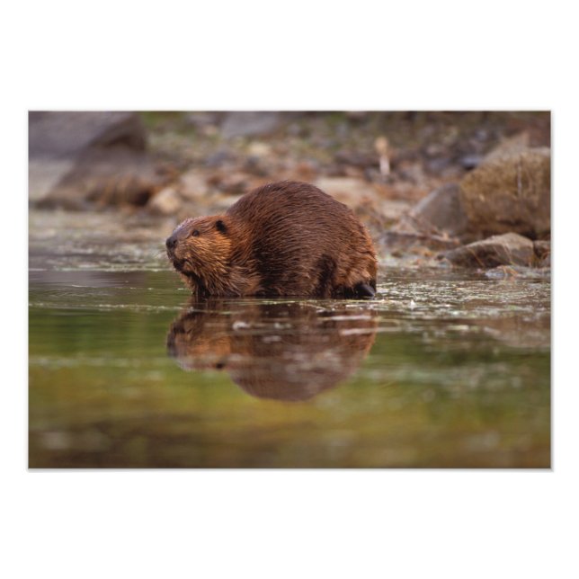 Biber, Castor canadensis, zum Schwimmen Fotodruck (Vorne)