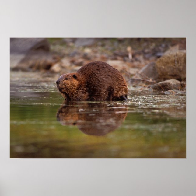 Biber, Castor canadensis, zum Schwimmen Poster (Vorne)