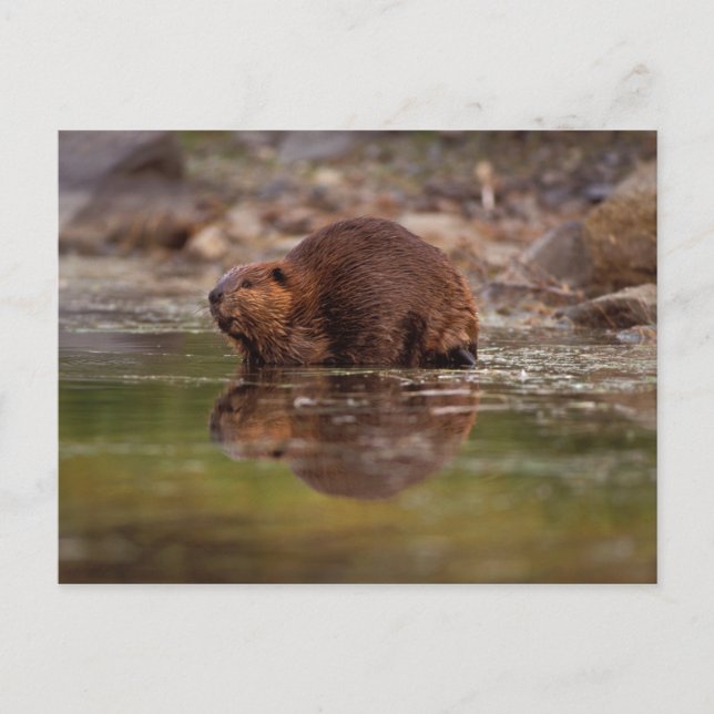 Biber, Castor canadensis, zum Schwimmen Postkarte (Vorderseite)