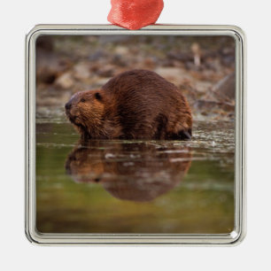 Biber, Castor canadensis, zum Schwimmen Silbernes Ornament