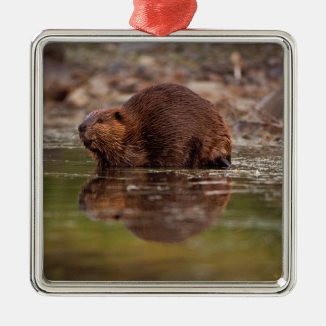 Biber, Castor canadensis, zum Schwimmen Silbernes Ornament (Vorne)