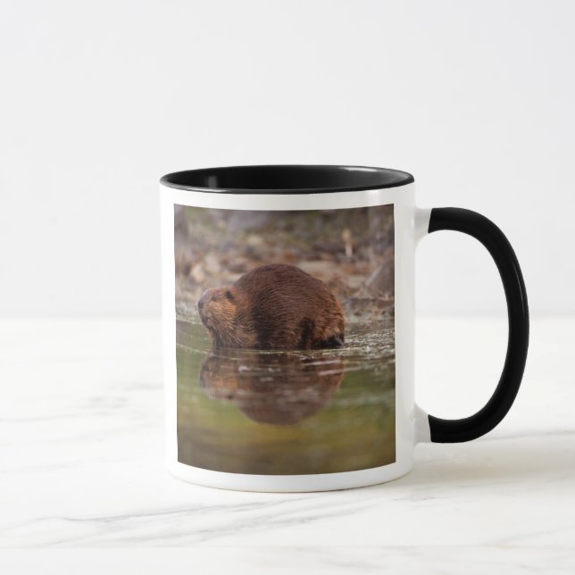 Biber, Castor canadensis, zum Schwimmen Tasse (Rechts)