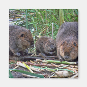 Biber-Familie Magnet