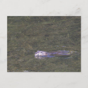 Biber-Foto-Postkarte Postkarte
