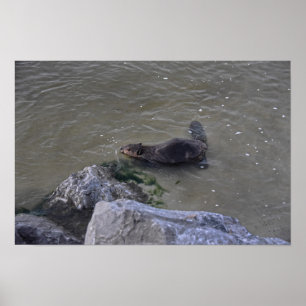Biber im Ozean, Dauphin Ocean, Alabama Poster