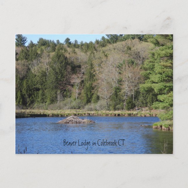 Biber Lodge in COLEBROOK, CT Postkarte (Vorderseite)