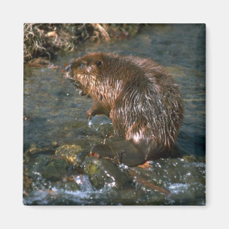 Biber Magnet