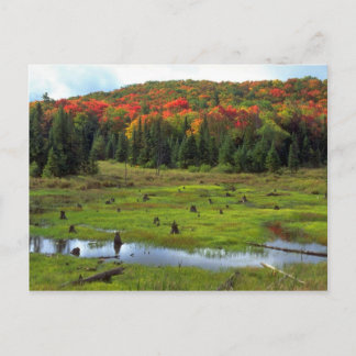 Biber Meadow and hardwood forest, Quebec, Kanada Postkarte