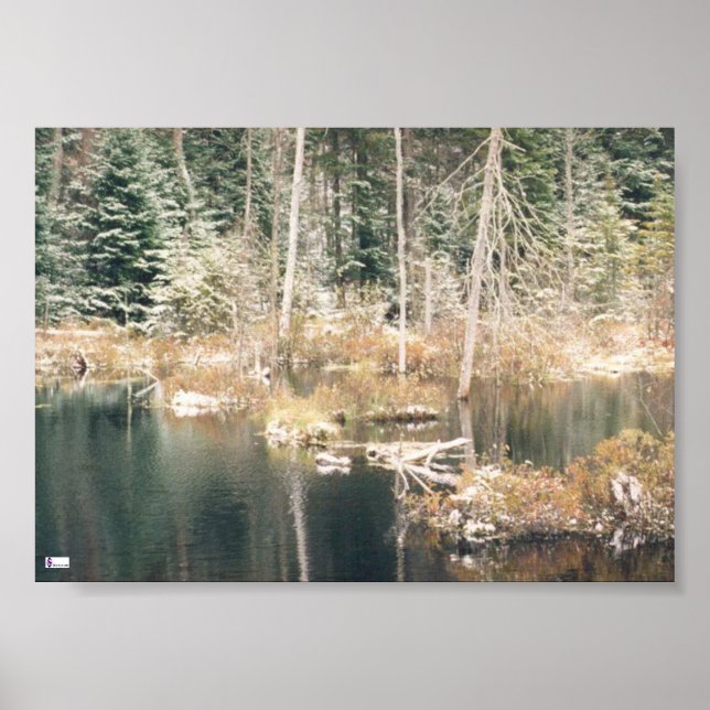Biber Pond Poster (Vorne)