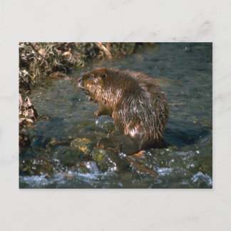Biber Postkarte