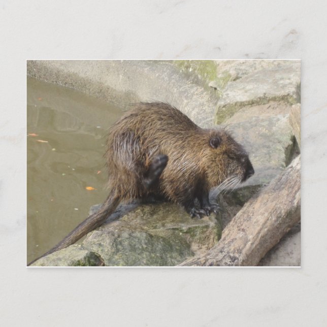 Biber Postkarte (Vorderseite)