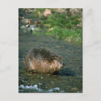 Biber Postkarte