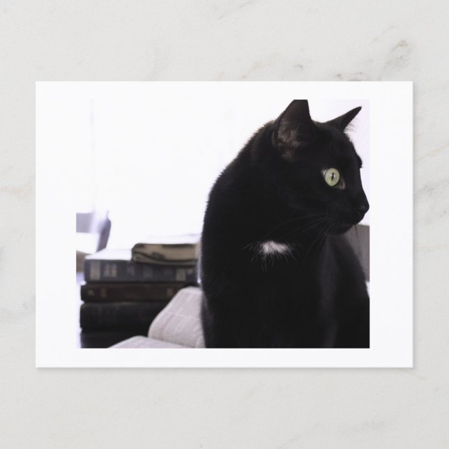 Bibles and Black Cat Postcard Print by JH Thornton Postkarte (Vorderseite)