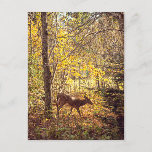 Biche - Parc national du Mont-Tremblant Postkarte