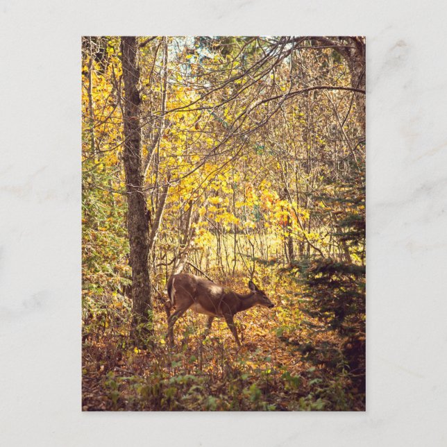 Biche - Parc national du Mont-Tremblant Postkarte (Vorderseite)