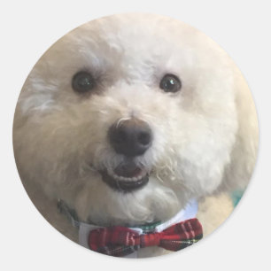 Bichon-Aufkleber Runder Aufkleber